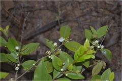 Eugenia bracteata